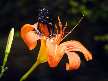 Close-up of orange butterfly perching on flower