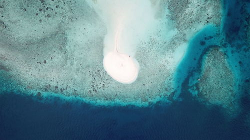 Close-up of jellyfish in sea