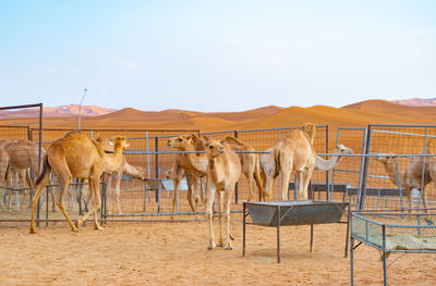 View of horses on field against sky