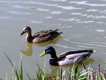 Duck swimming on lake