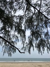Trees by sea against sky