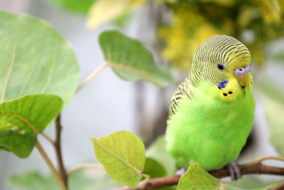 Close-up of parrot perching on plant