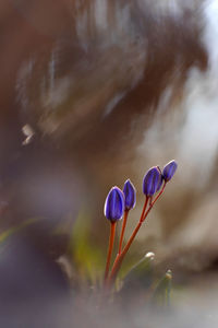 Close-up of purple flowering plant