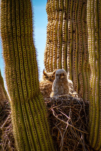 View of birds in nest