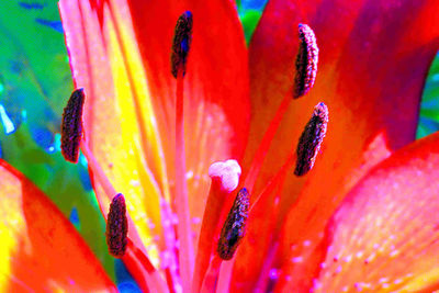 Close-up of red flower