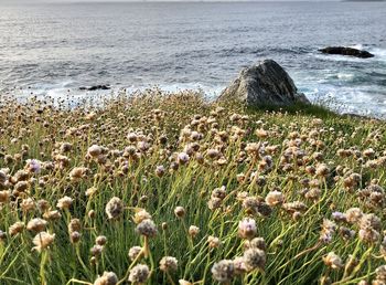 Scenic view of sea and rocks on beach