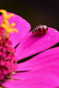 Close-up of insect on pink flower