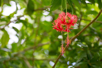 Close-up of red flowering plant