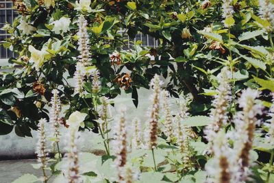Close-up of bee pollinating flower