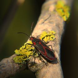 Close-up of butterfly on flower