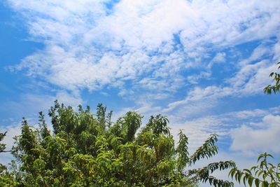 Low angle view of trees against cloudy sky