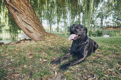 Dog relaxing on field