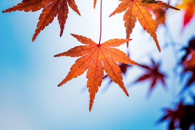 Low angle view of maple leaves on branch