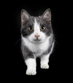 Close-up portrait of cat sitting on black background