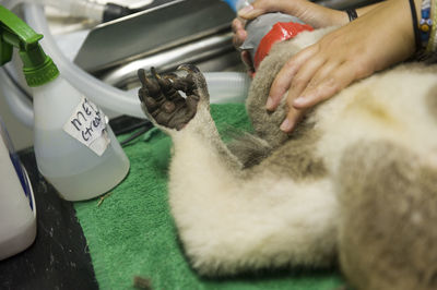 Koala in animal hospital