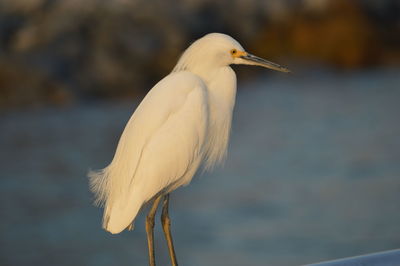 Close-up of little egret against river