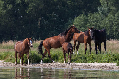 Horses standing by trees