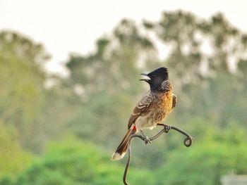 Close-up of bird perching on leaf