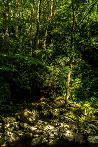 Trees in forest