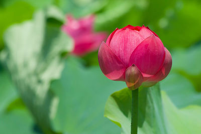 Close-up of pink lotus water lily