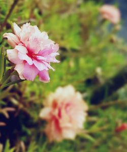 Close-up of pink flowers blooming outdoors