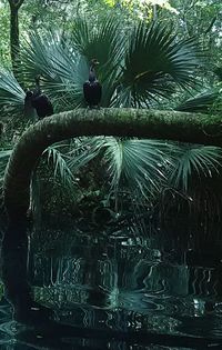 Low angle view of palm tree