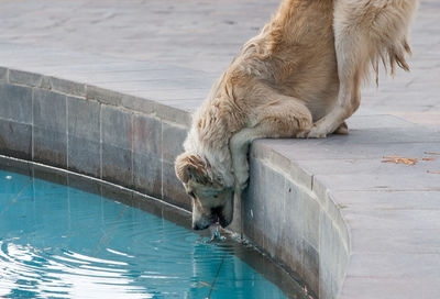 High angle view of dog drinking water in swimming pool