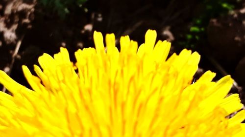 Close-up of yellow flowering plant