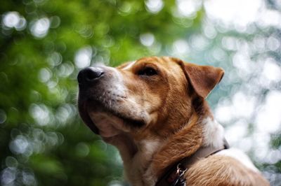 Close-up of dog looking away