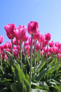 Close-up of pink flowering plants against clear sky