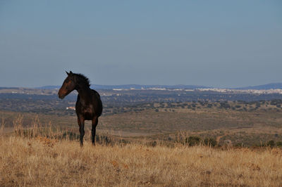 Horse standing in a field