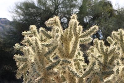 Close-up of cactus plant against sky