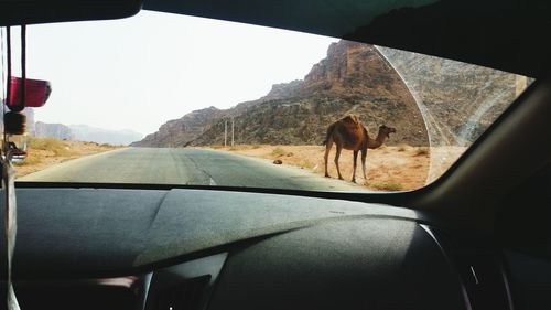 View of horse in car