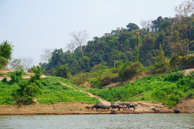 Scenic view of river amidst trees against sky