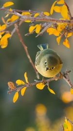 Close-up of a bird on branch