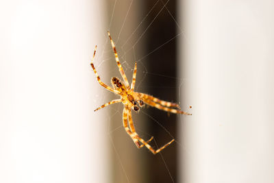 Close-up of spider on web