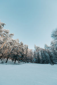 Trees on snow covered field against clear sky