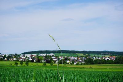 Scenic view of agricultural field against sky