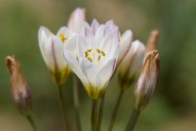 Close-up of purple crocus flower