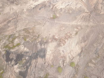 High angle view of animal on rock