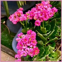 Close-up of pink flowers blooming outdoors