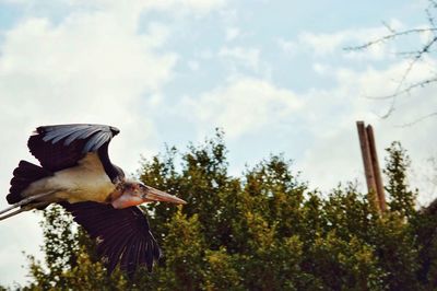 Low angle view of bird perching on a tree