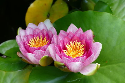 Close-up of pink lotus water lily in pond