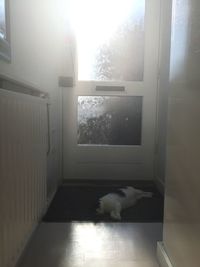 Cat looking at camera