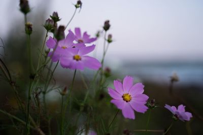 Close-up of purple cosmos flowers