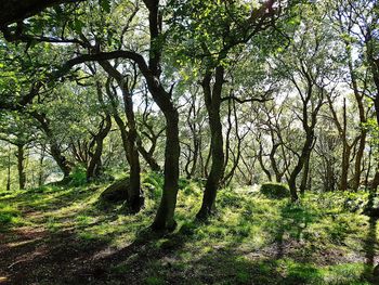 Trees in forest