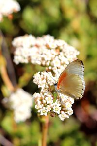 Close-up of butterfly pollinating on flower