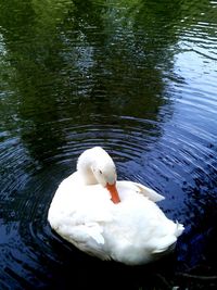 Swan floating on water