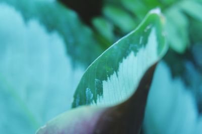High angle view of leaf on plant