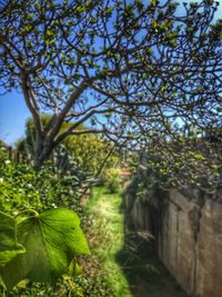 Close-up of flowering plants and trees on field
